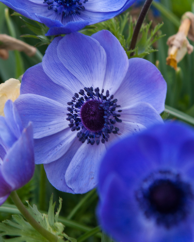 ANEMONE CORONARIA MR. FOKKER 100 kusov
